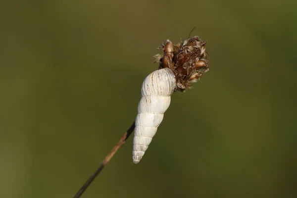 Escargot Pointu Cochlicella Acuta Reposant Sur Une Plante Dans Une — Photo