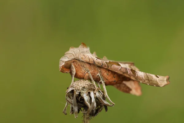Angle Shades Moth Phlogopora Meticulosa 식물의 꼭대기에 둥지를 — 스톡 사진