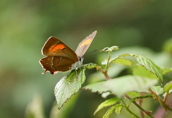 Μια Σπάνια Πεταλούδα Καστανά Μαλλιά Thecla Betulae Σκαρφαλωμένη Ένα Φύλλο — Φωτογραφία Αρχείου