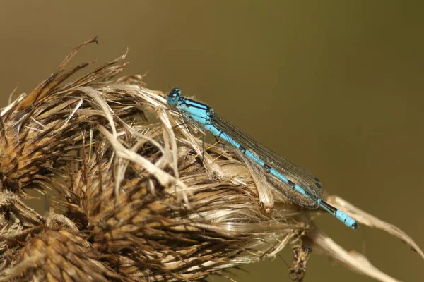 Una Mosca Azul Común Caza Enallagma Cyathigerum Descansando Sobre Una — Foto de Stock