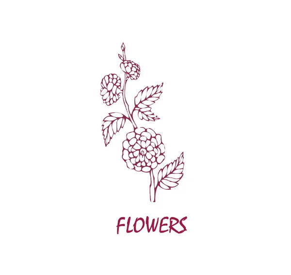 Ilustración Flores Con Arte Línea Sobre Fondos Blancos — Vector de stock