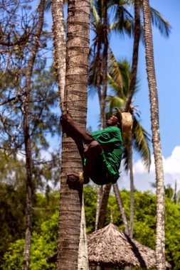 Mombasa, Kenya - 07 Ocak: adam coconu toplamak için bir ağaca tırmanıyor