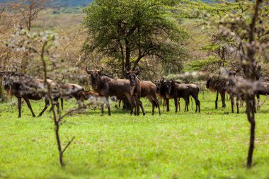 Wildebeest antelopes in the savannah Maasai Mara National Park, 