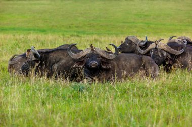 Maasai Mara Milli Parkı'nda bir grup bufalo dinlenme,