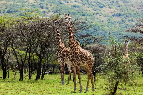 Grupa żyrafy na Safari — Zdjęcie stockowe