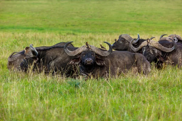 Grupa odpoczynku bawołów w sawanny Park Narodowy Maasai Mara, — Zdjęcie stockowe