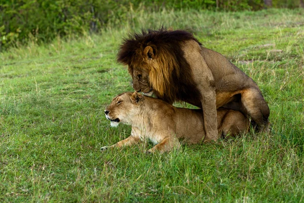 Lví a lví zápasy milují v Savanně Maasai Mara National P — Stock fotografie