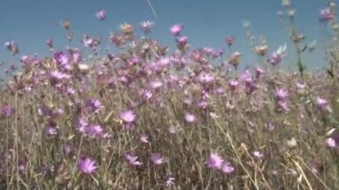Vahşi çiçek alan güzel bir manzara rüzgarda sallanan video kır çiçekleri