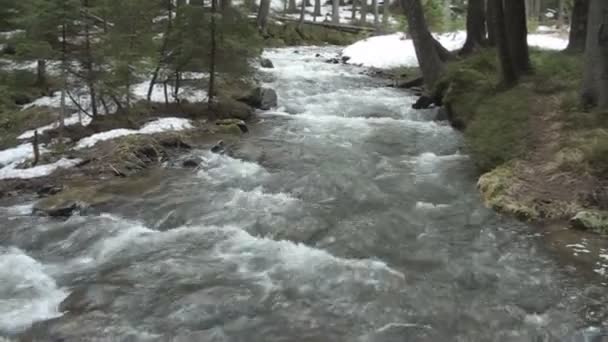 Córrego vídeo do rio de montanha, água alta de primavera dos rios de montanha, córregos de montanha que fluem através da floresta — Vídeo de Stock