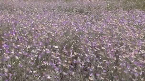 Video flores silvestres balanceándose en el viento, un hermoso paisaje de campo de flores silvestres — Vídeo de stock