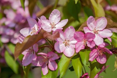bahçede elma ağaçları açan, ağaçlarda çiçekler 