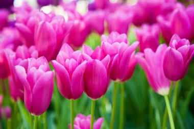 laleler, farklı şekillerde çiçek açan laleler ile çiçek-yatak bir