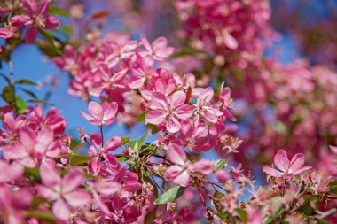 bahçede elma ağaçları açan, ağaçlarda çiçekler 