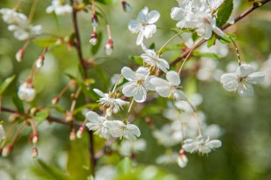 çiçekli kayısı ve kiraz ağacı üzerinde bir Bahçe, çiçekler vardır