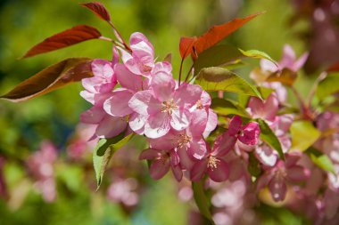 bahçede elma ağaçları açan, ağaçlarda çiçekler 