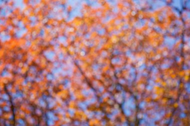 arka plan ile güzel Böke