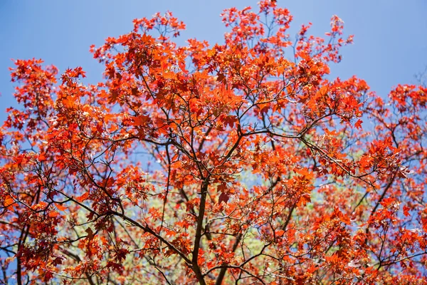 Novas folhas vermelhas e flores de bordo na primavera — Fotografia de Stock