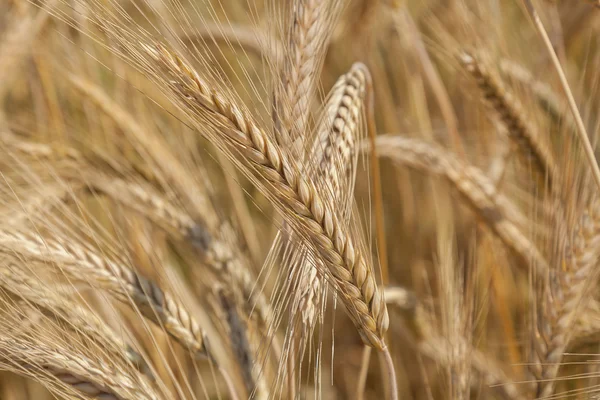 Golden ears of wheat,Turkey, Alanya, vacation, holiday, travel, rest, vacation, trips, — Stock Photo, Image