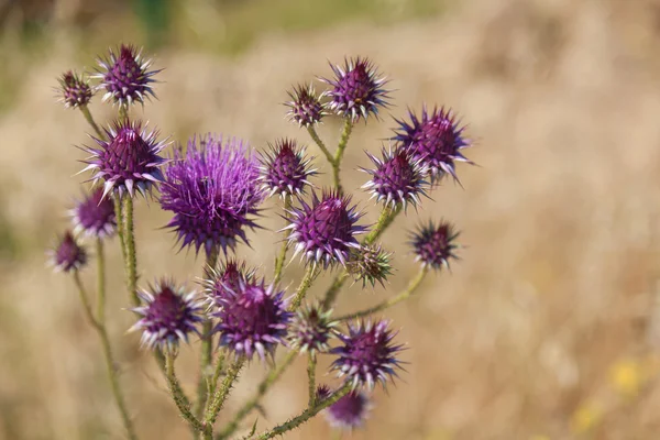 Святий thistle квітка — стокове фото