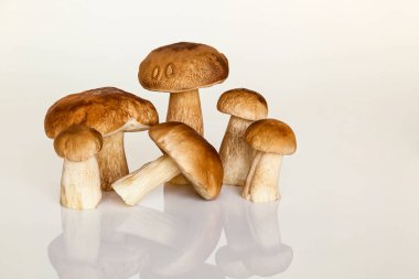 Beyaz arka planda orman beyaz mantarı. Sonbahar, orman mantarlarını toplama zamanıdır. Masada taze mantarlar