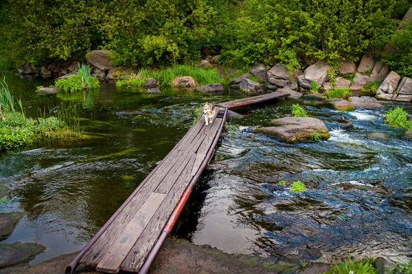 Cañón Granito Boguslavsky Ucrania Flujo Rápido Del Río Ros Cerca — Foto de Stock