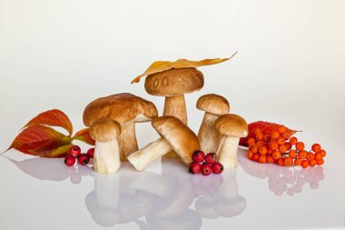 Beyaz arka planda orman beyaz mantarı. Sonbahar, orman mantarlarını toplama zamanıdır. Masada taze mantarlar