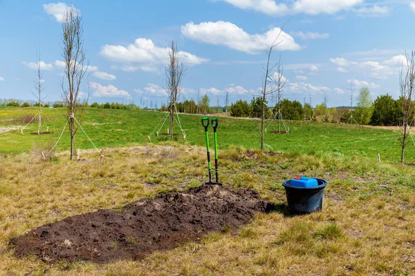 Zwei Schaufeln Und Ein Eimer Stehen Der Nähe Junger Bäume — Stockfoto