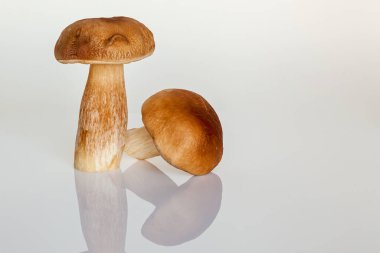 Beyaz arka planda orman beyaz mantarı. Sonbahar, orman mantarlarını toplama zamanıdır. Masada taze mantarlar