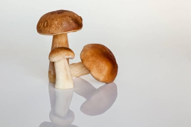 Beyaz arka planda orman beyaz mantarı. Sonbahar, orman mantarlarını toplama zamanıdır. Masada taze mantarlar