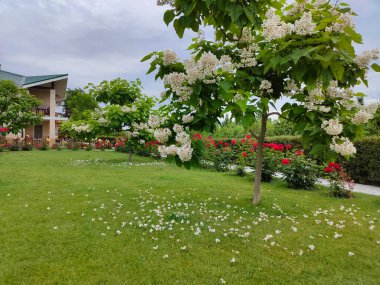 Güney Katalpa 'nın beyaz çiçekleri, Catalpa bignonioides,