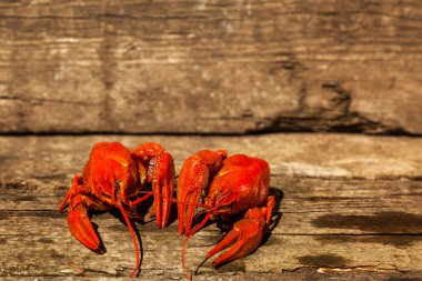 Kanser için bira, dereotu, haşlanmış kerevit, bira aperatifler, pub, doku, kerevit, deniz kereviti