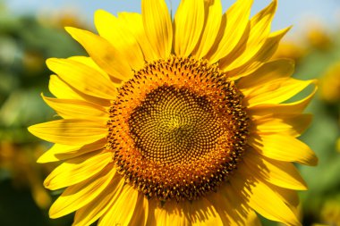 Ayçiçeği, alan, ayçiçeği, mavi, gök, doğa, yeşil, sarı, parlak yaz çiçek, arka plan