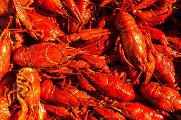 Cancers to beer, dill, boiled crawfish, beer snacks, pub, texture, crayfish, sea crayfish