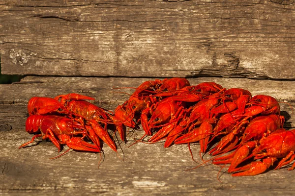 Cánceres a la cerveza, eneldo, cangrejo hervido, bocadillos de cerveza, pub, textura, cangrejos de río, cangrejos de mar — Foto de Stock