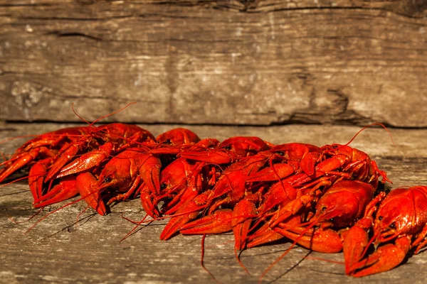 Cancer att öl, dill, kokt languster, öl snacks, pub, textur, kräftor, havet kräftor — Stockfoto