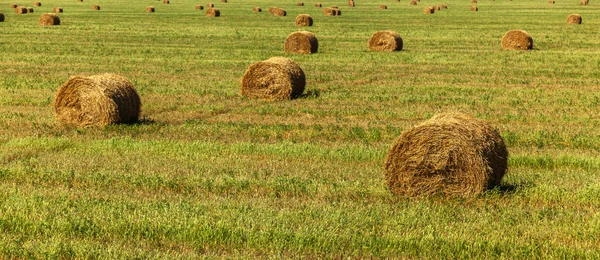 Meule de foin, foin, arrière-plan, rural, champ, ferme, été, blé, agriculture — Photo