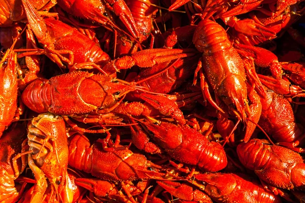 Cancers to beer, dill, boiled crawfish, beer snacks, pub, texture, crayfish, sea crayfish — Stock Image Cancers to beer, dill, boiled crawfish, beer snacks, pub, texture, crayfish, sea crayfish Stock Picture