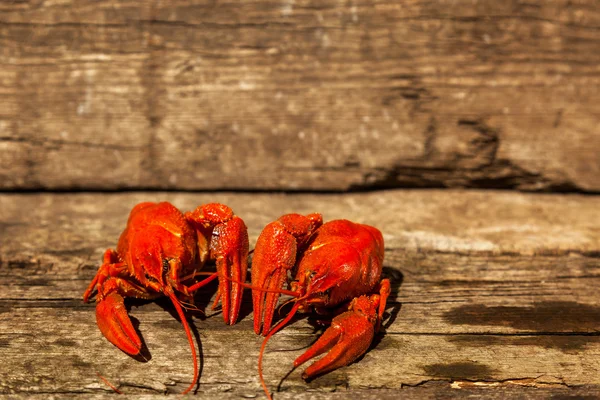 Cancers to beer, dill, boiled crawfish, beer snacks, pub, texture, crayfish, sea crayfish — Stock Image Cancers to beer, dill, boiled crawfish, beer snacks, pub, texture, crayfish, sea crayfish Stock Photo