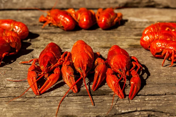 Cancers to beer, dill, boiled crawfish, beer snacks, pub, texture, crayfish, sea crayfish — Stock Image Cancers to beer, dill, boiled crawfish, beer snacks, pub, texture, crayfish, sea crayfish Royalty Free Stock Images