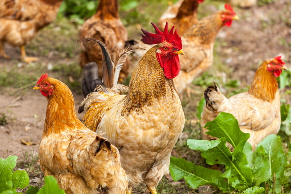 rooster and hen in the village