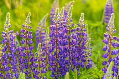 Lupin Flower, Garden Lupin, , pink, garden, wild, purple, bloom,