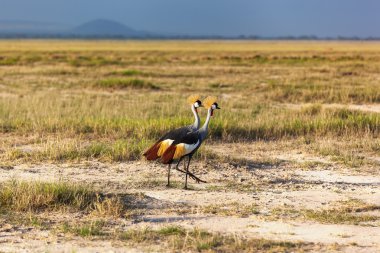Grey Crowned Crane in the savannah of Masai Mara, Kenya, birds of Kenya, crowned, masai, mara, birds, kenya, white, grey, park