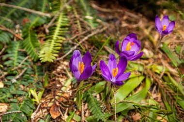 forest, nature, beauty, crocus, purple, spring, saffron, crocus, purple, spring, saffron, flower, nature