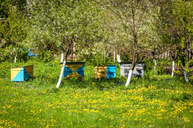 bee, farm, honey, apiary, beekeeping, hive, meadow, house, summer, nature, production, countryside, green, agriculture