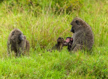 Monkey, africa, baboon, baboons, wildlife, monkey, nature, animal, monkey Kenya