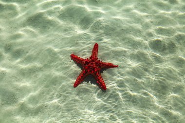 okyanus deniz yıldızı Kenya, Afrika, kenya, ahşap, deniz yıldızı, kırmızı, okyanus