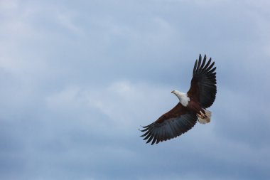 Bald eagle in the sky, eagle, flying, blue, sky, nature, above, clouds, flight
