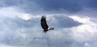 Bald eagle in the sky, eagle, flying, blue, sky, nature, above, clouds, flight