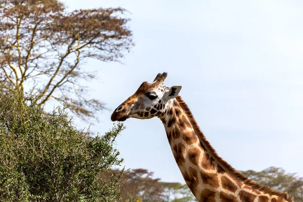 Giraffe on safari in Kenya, , africa, nature, animal, safari, wild, mammal, wilderness — Zdjęcie stockowe