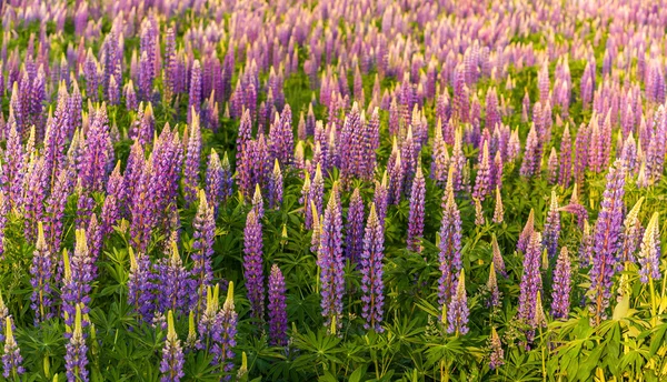 Lupin Flower, Garden Lupin, , pink, garden, wild, purple, bloom, — Stok fotoğraf
